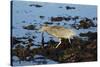 Black-Crowned Night Heron-Mary Ann McDonald-Stretched Canvas