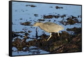 Black-Crowned Night Heron-Mary Ann McDonald-Framed Stretched Canvas