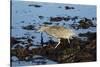 Black-Crowned Night Heron-Mary Ann McDonald-Stretched Canvas