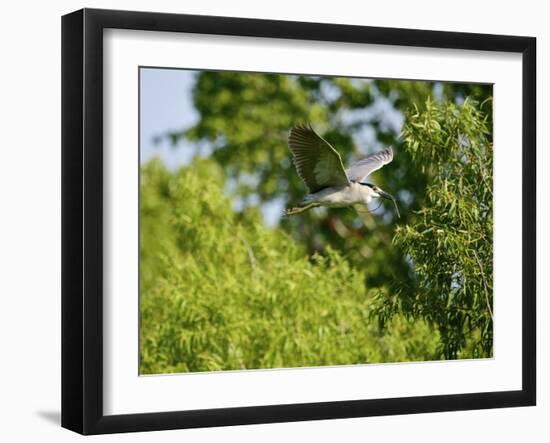 Black-Crowned Night Heron-Gary Carter-Framed Photographic Print