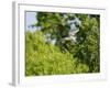 Black-Crowned Night Heron-Gary Carter-Framed Photographic Print