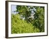 Black-Crowned Night Heron-Gary Carter-Framed Photographic Print