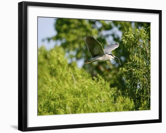 Black-Crowned Night Heron-Gary Carter-Framed Photographic Print