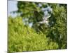 Black-Crowned Night Heron-Gary Carter-Mounted Photographic Print