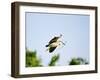 Black-Crowned Night Heron-Gary Carter-Framed Photographic Print