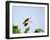 Black-Crowned Night Heron-Gary Carter-Framed Photographic Print