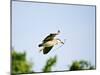 Black-Crowned Night Heron-Gary Carter-Mounted Photographic Print