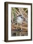 Black-Crowned Night-Heron-Hal Beral-Framed Photographic Print