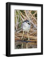 Black-Crowned Night-Heron-Hal Beral-Framed Photographic Print