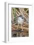 Black-Crowned Night-Heron-Hal Beral-Framed Photographic Print