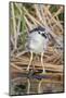 Black-Crowned Night-Heron-Hal Beral-Mounted Photographic Print