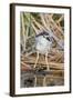 Black-Crowned Night-Heron-Hal Beral-Framed Photographic Print