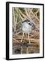 Black-Crowned Night-Heron-Hal Beral-Framed Photographic Print