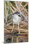 Black-Crowned Night-Heron-Hal Beral-Mounted Photographic Print