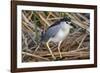 Black-Crowned Night-Heron-Hal Beral-Framed Photographic Print