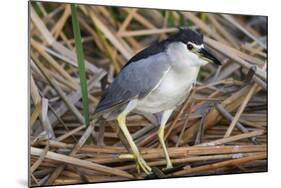 Black-Crowned Night-Heron-Hal Beral-Mounted Photographic Print