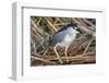 Black-Crowned Night-Heron-Hal Beral-Framed Photographic Print