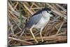 Black-Crowned Night-Heron-Hal Beral-Mounted Photographic Print