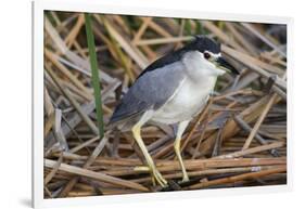 Black-Crowned Night-Heron-Hal Beral-Framed Photographic Print