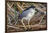 Black-Crowned Night-Heron-Hal Beral-Framed Photographic Print