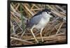 Black-Crowned Night-Heron-Hal Beral-Framed Photographic Print