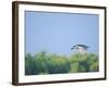 Black-Crowned Night Heron-Gary Carter-Framed Photographic Print