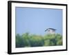 Black-Crowned Night Heron-Gary Carter-Framed Photographic Print