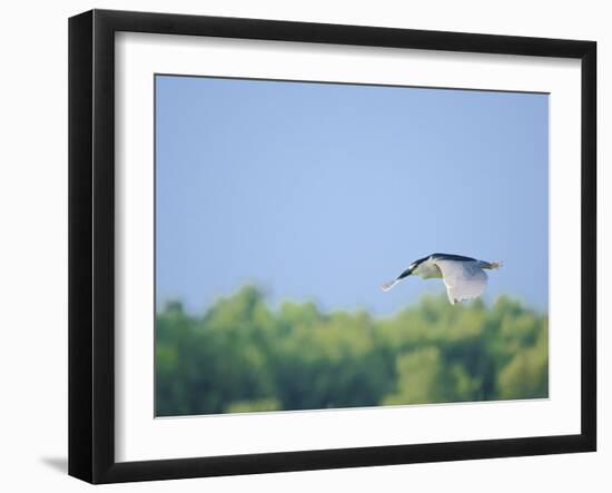 Black-Crowned Night Heron-Gary Carter-Framed Photographic Print