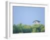 Black-Crowned Night Heron-Gary Carter-Framed Photographic Print