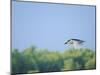 Black-Crowned Night Heron-Gary Carter-Mounted Photographic Print