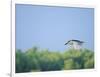 Black-Crowned Night Heron-Gary Carter-Framed Photographic Print