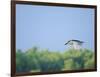 Black-Crowned Night Heron-Gary Carter-Framed Photographic Print