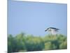 Black-Crowned Night Heron-Gary Carter-Mounted Photographic Print