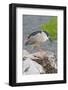 Black-Crowned Night Heron-Hal Beral-Framed Photographic Print