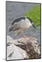 Black-Crowned Night Heron-Hal Beral-Mounted Photographic Print