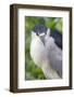 Black-Crowned Night Heron-Hal Beral-Framed Photographic Print