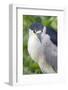 Black-Crowned Night Heron-Hal Beral-Framed Photographic Print