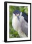 Black-Crowned Night Heron-Hal Beral-Framed Photographic Print
