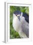 Black-Crowned Night Heron-Hal Beral-Framed Photographic Print