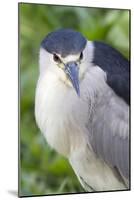 Black-Crowned Night Heron-Hal Beral-Mounted Photographic Print