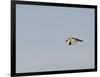 Black-Crowned Night Heron-Gary Carter-Framed Photographic Print