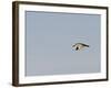 Black-Crowned Night Heron-Gary Carter-Framed Photographic Print