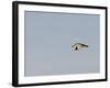 Black-Crowned Night Heron-Gary Carter-Framed Photographic Print