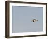 Black-Crowned Night Heron-Gary Carter-Framed Photographic Print