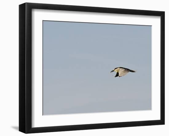 Black-Crowned Night Heron-Gary Carter-Framed Photographic Print