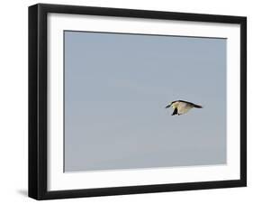 Black-Crowned Night Heron-Gary Carter-Framed Photographic Print