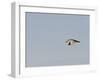 Black-Crowned Night Heron-Gary Carter-Framed Photographic Print