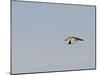 Black-Crowned Night Heron-Gary Carter-Mounted Photographic Print