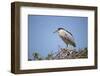 Black-Crowned Night Heron-Joe McDonald-Framed Photographic Print