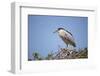 Black-Crowned Night Heron-Joe McDonald-Framed Photographic Print